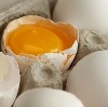 The Egg